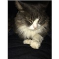 mikey_nics