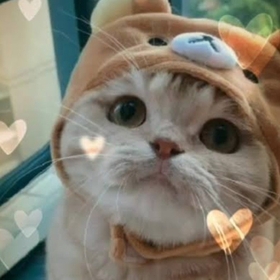 cutesweetcat