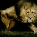 kingnothingRega