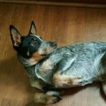 CuriousChicOo