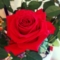 tashellist