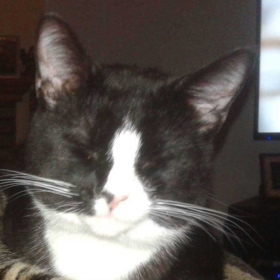 CrazyCatMister