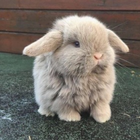 FluffyLover