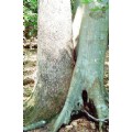 purenature