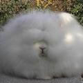 Fuzzylilguy
