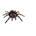Spiderbite