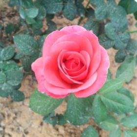 Riya_riya