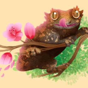 Crazygeckolady22