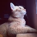 quinnypham13