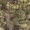 waytofriendlydog420