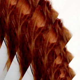 Ginger19