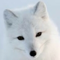 FoxyBoi75