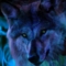 WolfsRoze