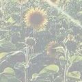 XxBigEyesxX