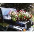 sheepinajeep
