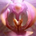 Puresilk