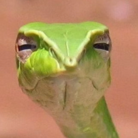 cajunish