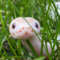 nymphxie