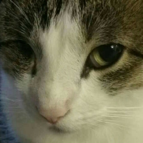 sophiecat_pie