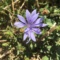 Emilia_45