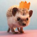 smoldad