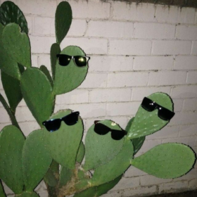 coolcactus