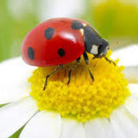 ladybug30