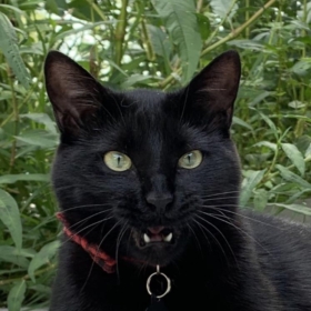 MewsterMeow