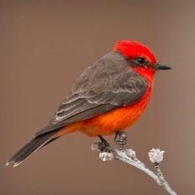 Vermilion