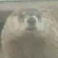 mewmewmow