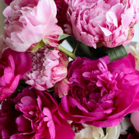 PeonyRose