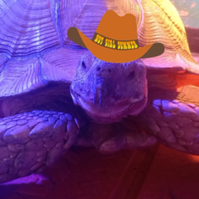 Tortoise_Lover