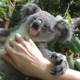 TheDrunkenKoala