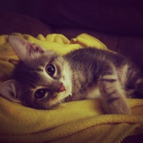 RecklessKitten