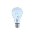 bulbs