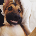 puppysmile