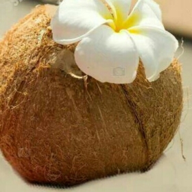 CoconutTheCoconut