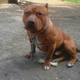 bondobilly