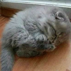LilKitten01
