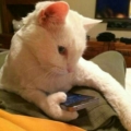 kitty004