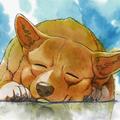 ShiraWolf