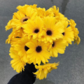 hannahbanana211