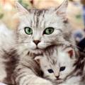 kittylover101