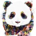 LilRedPanda