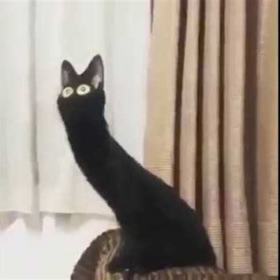 BonBon0v0