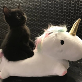 Phoebelinh