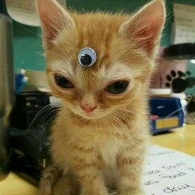 CuriousCangirl