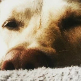 Buzzingbrady