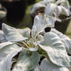 Abundantly_depleated