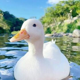 Strawberry_bannakiwi